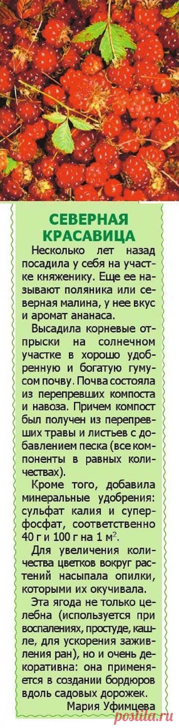 Княженика на даче
