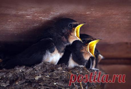 35PHOTO - Зоя Лаптева - МАМАняя...