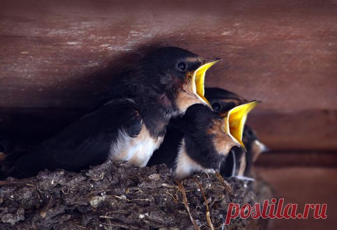 35PHOTO - Зоя Лаптева - МАМАняя...