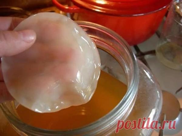 У моей бабушки всегда был дома чайный гриб. Только сейчас я узнала, как его выращивать и применять | Womanmir