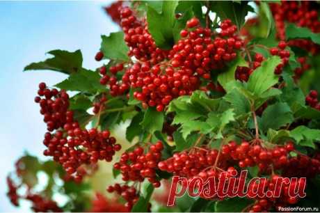 Дачникам. Калина на участке 🌿 Почему калину сажали у дома: не просто куст, а целая история!Калина у избы &mdash; это не случайность, а мудрость поколений. За этим ярким кустом с кисловатыми ягодами скрывается глубокий смысл: она была и оберегом, и лекарем, и символом счастья. Вот почему наши предки обязательно...