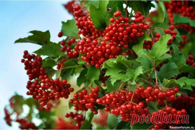 Дачникам. Калина на участке 🌿 Почему калину сажали у дома: не просто куст, а целая история!Калина у избы — это не случайность, а мудрость поколений. За этим ярким кустом с кисловатыми ягодами скрывается глубокий смысл: она была и оберегом, и лекарем, и символом счастья. Вот почему наши предки обязательно...