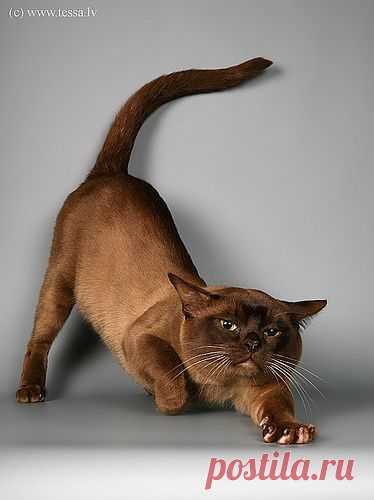 Brown Cat Burma