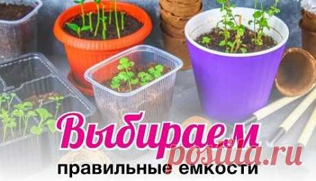 Рассадные ящики, в которые так удобно высевать семена томатов, совершенно не подходят для выращивания огурцов? То же самое касается и остальных рассадных емкостей. Каждая подходит для выращивания лишь определенных видов растений. 
РАССАДНЫЕ ЯЩИКИ.
Они являются временным «домом» для растений. На определенном этапе сеянцы нужно будет сначала проредить, а потом пересадить в отдельные емкости. Поэтому ящики лучше не использовать для культур, которые плохо переносят пикировку (баклажаны, перец, огур