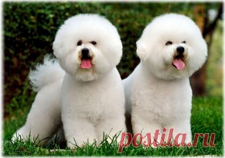 Бишон фризе (Бельгия - Франция): фото, описание породы, отзывы владельцев, уход