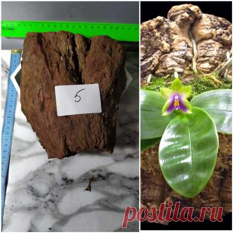 Орхидеи Ржев Юлия. Блок для орхидей, кора лиственницы