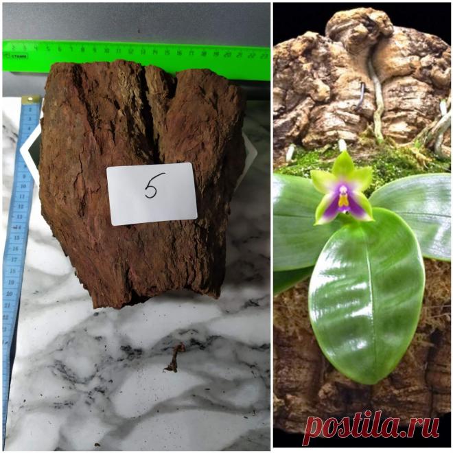 Орхидеи Ржев Юлия. Блок для орхидей, кора лиственницы