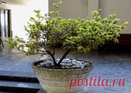 Календарь сезонных работ в саду: декабрь - Planetalsad