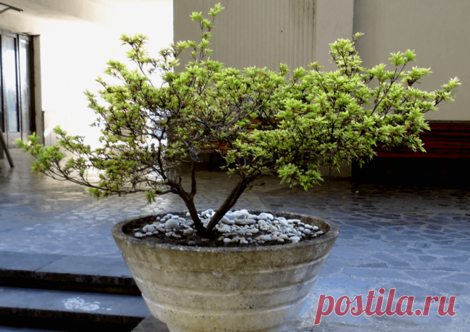 Календарь сезонных работ в саду: декабрь - Planetalsad