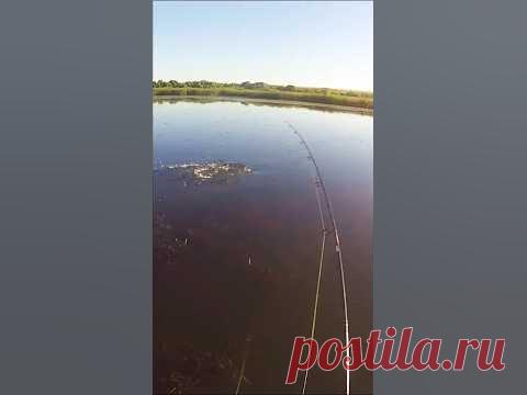 Ловля щуки на поверхностные приманки, в данном случае на утку, всегда сопровождаются неожиданными атаками и поклевками хищницы. По этому рыбак должен обладат...