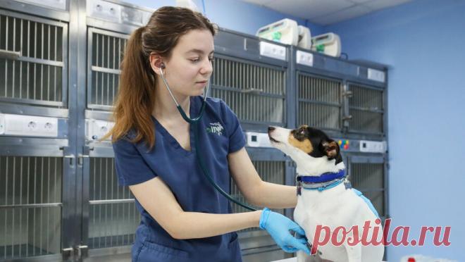 В России озвучили причину медленного импортозамещения ветпрепаратов. Отсутствие привычных и недорогих ветеринарных препаратов стало реальностью для владельцев домашних животных в России. О том, почему это происходит, "Газете.Ru" рассказал генеральный директор InterPharmTehnology Дмитрий ...