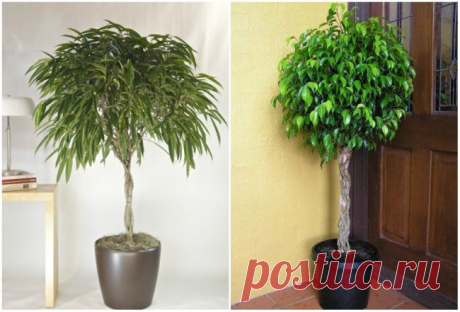 9 комнатных растений, которые отлично чистят воздух. Фикус.