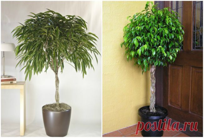 9 комнатных растений, которые отлично чистят воздух. Фикус.