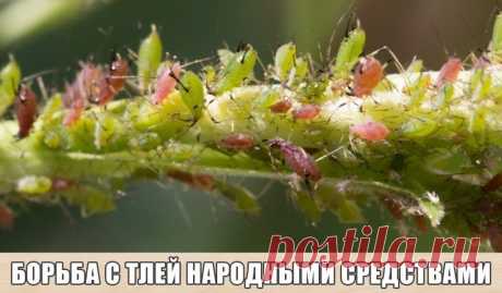 12 НАРОДНЫХ МЕТОДА БОРЬБЫ С ТЛЕЙ Тля питается соком преимущественно молодых листьев и ветвей, поскольку проткнуть своим хоботком жесткую листовую пластину она не способна. Если мы будем обрабатывать молодые растения агрессивными химическими средствами, то рискуем повредить нежные побеги...