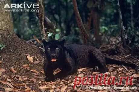 arkive wildlife: 1 тыс изображений найдено в Яндекс Картинках