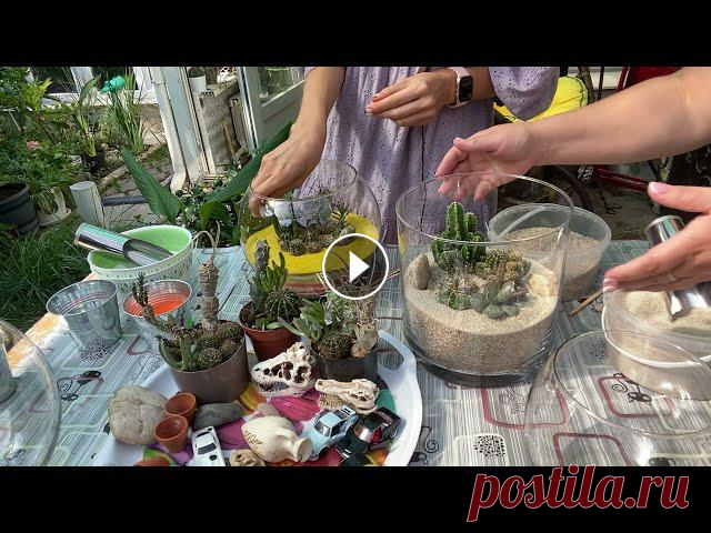 Эхинокактус Грузона - который был без корней, с дырой, проводились реанимационные мероприятия, чувствует себя отлично, жив здоров, всем привет передае...