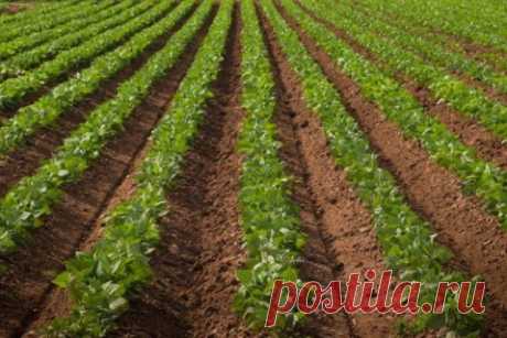 Что можно посадить на месте выкопанного раннего картофеля