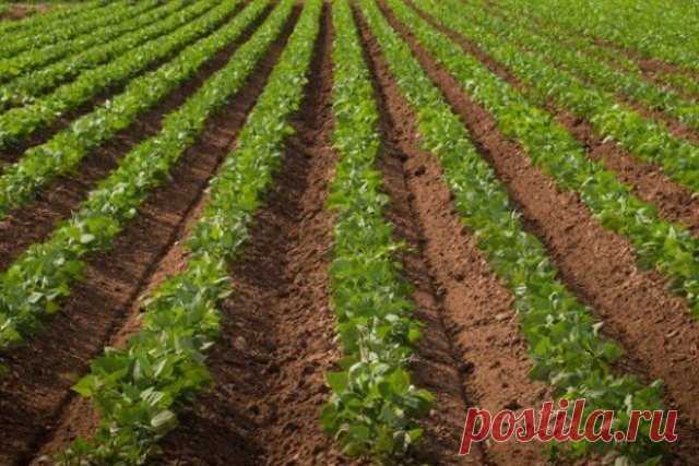 Что можно посадить на месте выкопанного раннего картофеля