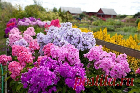 Школа цветоводства 🌸 Наш дом всегда в цветах 🌸  Флоксы в саду-шесть причин вырождения.