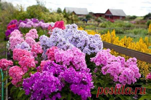 Школа цветоводства 🌸 Наш дом всегда в цветах 🌸  Флоксы в саду-шесть причин вырождения.