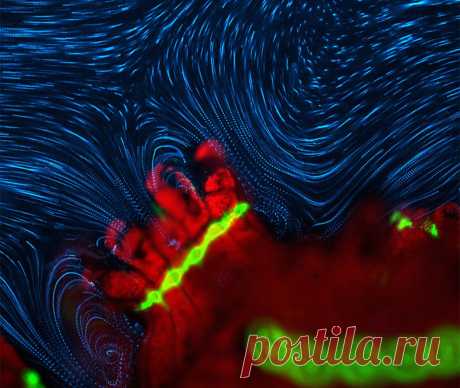 Конкурс микрофотографии Nikon Small World 2014 | ФОТО НОВОСТИ