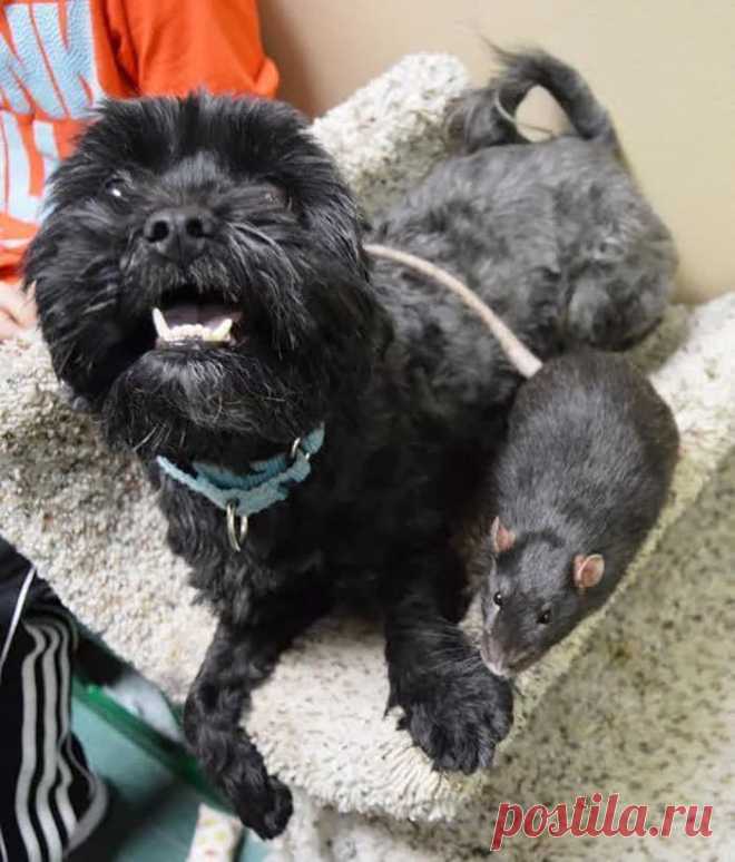 Это неразлучное звериное трио рушит все стереотипы о дружбе