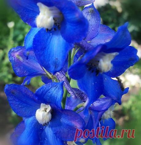 Тараторка — «НАСТОЯЩЕЕ ЛЕТО» на Яндекс.Фотках