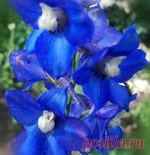 Тараторка — «НАСТОЯЩЕЕ ЛЕТО» на Яндекс.Фотках