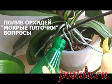 ПОЛИВ ОРХИДЕЙ вопросы по методу "МОКРЫЕ ПЯТОЧКИ"