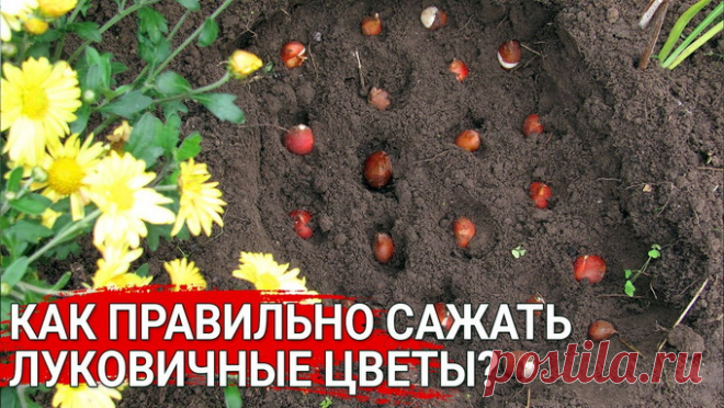 Как правильно сажать луковичные цветы: три правила для луковичных от профессиональных цветоводов.