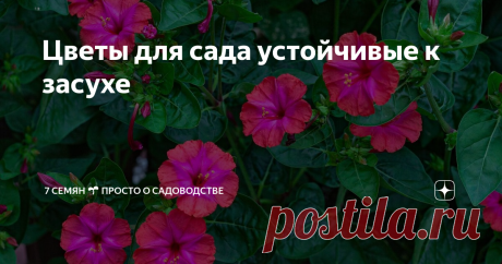 Цветы для сада устойчивые к засухе Что посадить на участке, если нет времени, сил или средств на полив? Засухоустойчивые растения! Эти цветы отлично украсят не только сад занятого огородника, но дачника выходного дня.