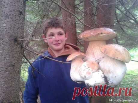 10 рецептов заготовок из ГРИБОВ на зиму