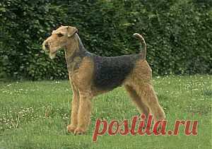 Эрдельтерьер порода собак