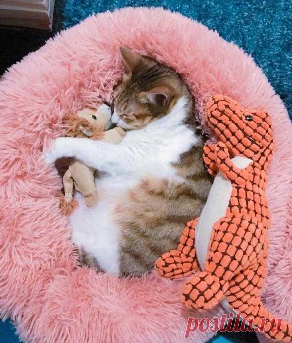 Доброй ночи! Сладких снов