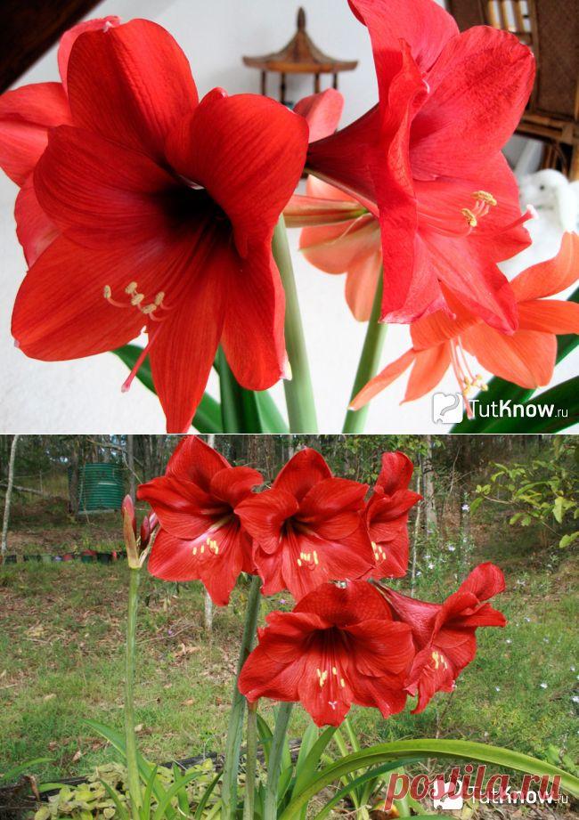 Гиппеаструм: уход.