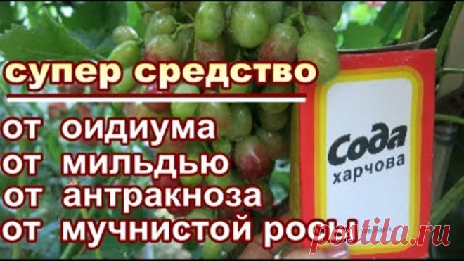 CОДА ПИЩЕВАЯ + ЙОД+ МАРГАНЕЦ=СУПЕР СРЕДСТВО от ОИДИУМА,МИЛЬДЬЮ ,АНТРАКНОЗА  во время созревания ягод