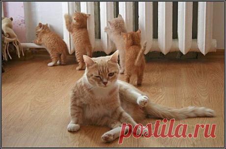 На всех батареях страны / Питомцы