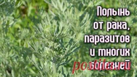ПОЛЫНЬ от РАКА, ПАРАЗИТОВ и многих БОЛЕЗНЕЙ. Рецепты