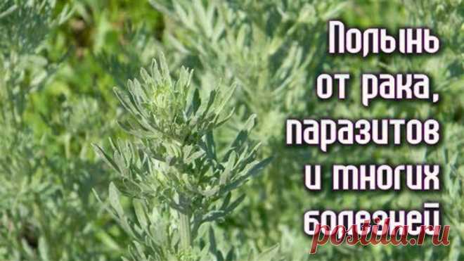 ПОЛЫНЬ от РАКА, ПАРАЗИТОВ и многих БОЛЕЗНЕЙ. Рецепты
