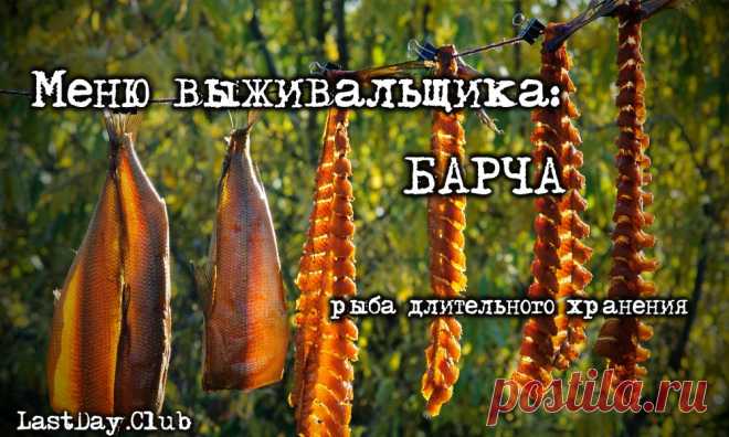 МЕНЮ ВЫЖИВАЛЬЩИКА: БАРЧА. 