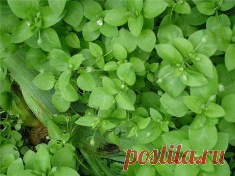 Эликсир ЖИЗНИ!