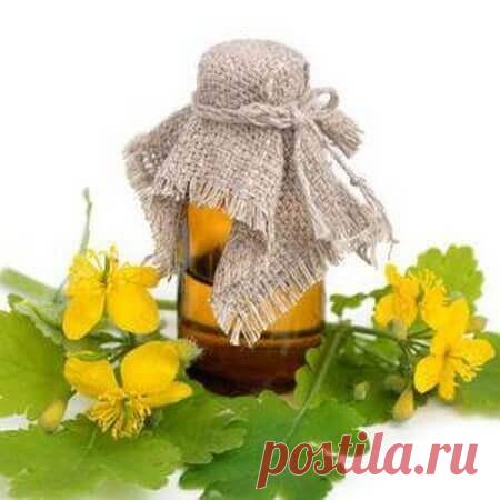 Настойка чистотела на водке – Средство от ста болезней