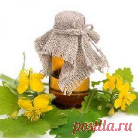 Настойка чистотела на водке – Средство от ста болезней