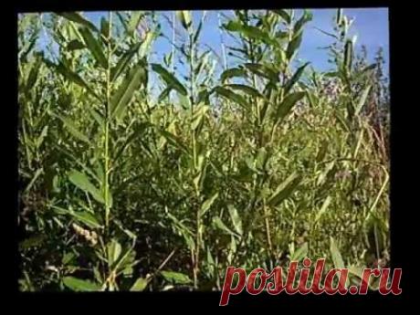 Об этом мало кто знает