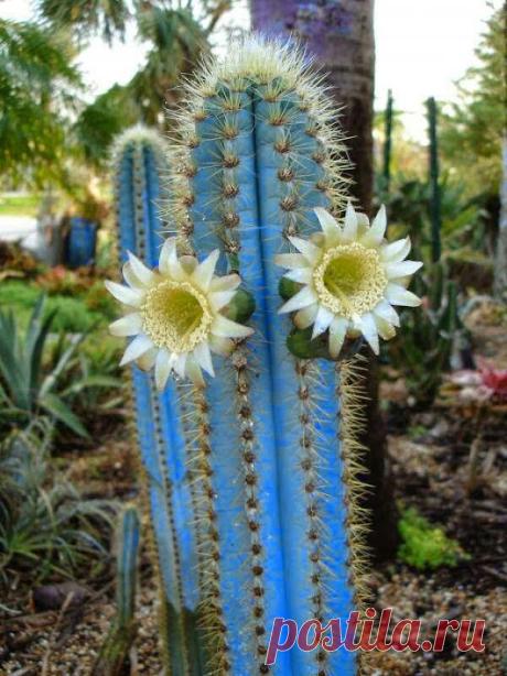 Поиск – Google+