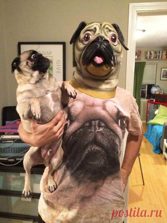 17 животных, которые вообще не понимают, что происходит