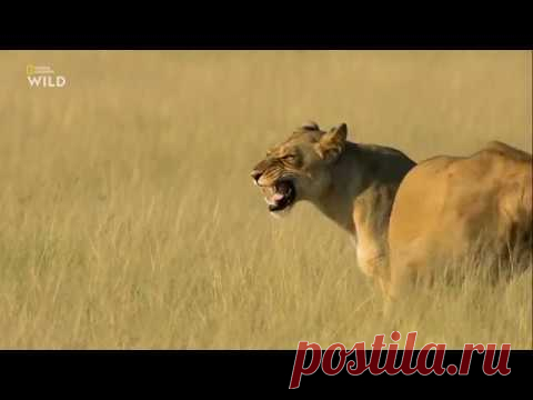 Смертоносная Африка. Калахари 2018 - YouTube