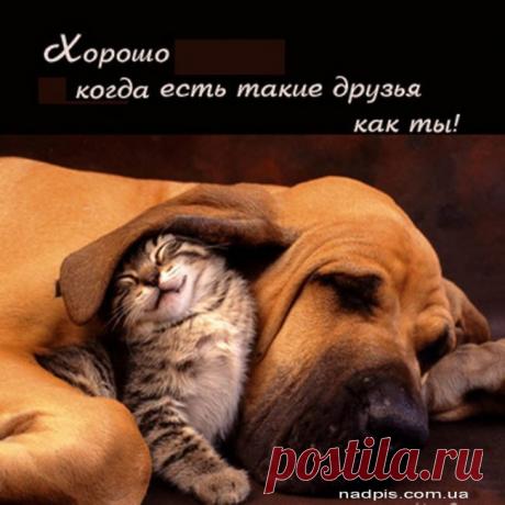 Прикольные картинки со смыслом и надписями (41 фото) ⭐ Забавник