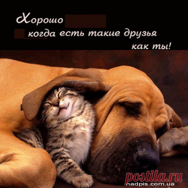 Прикольные картинки со смыслом и надписями (41 фото) ⭐ Забавник