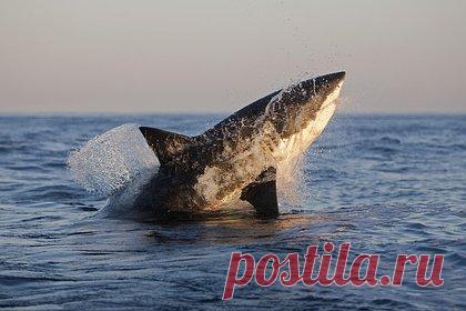 Разгадана причина таинственного исчезновения акул-людоедов. Морским биологам из Канады и ЮАР удалось разгадать, куда делись акулы-людоеды, которые обитали у берегов Южной Африки. Оказалось, что несколько лет назад эти рыбы массово переселились от западного и южного побережий страны к восточному, чтобы спастись от косаток, которые пожирают акулью печень.